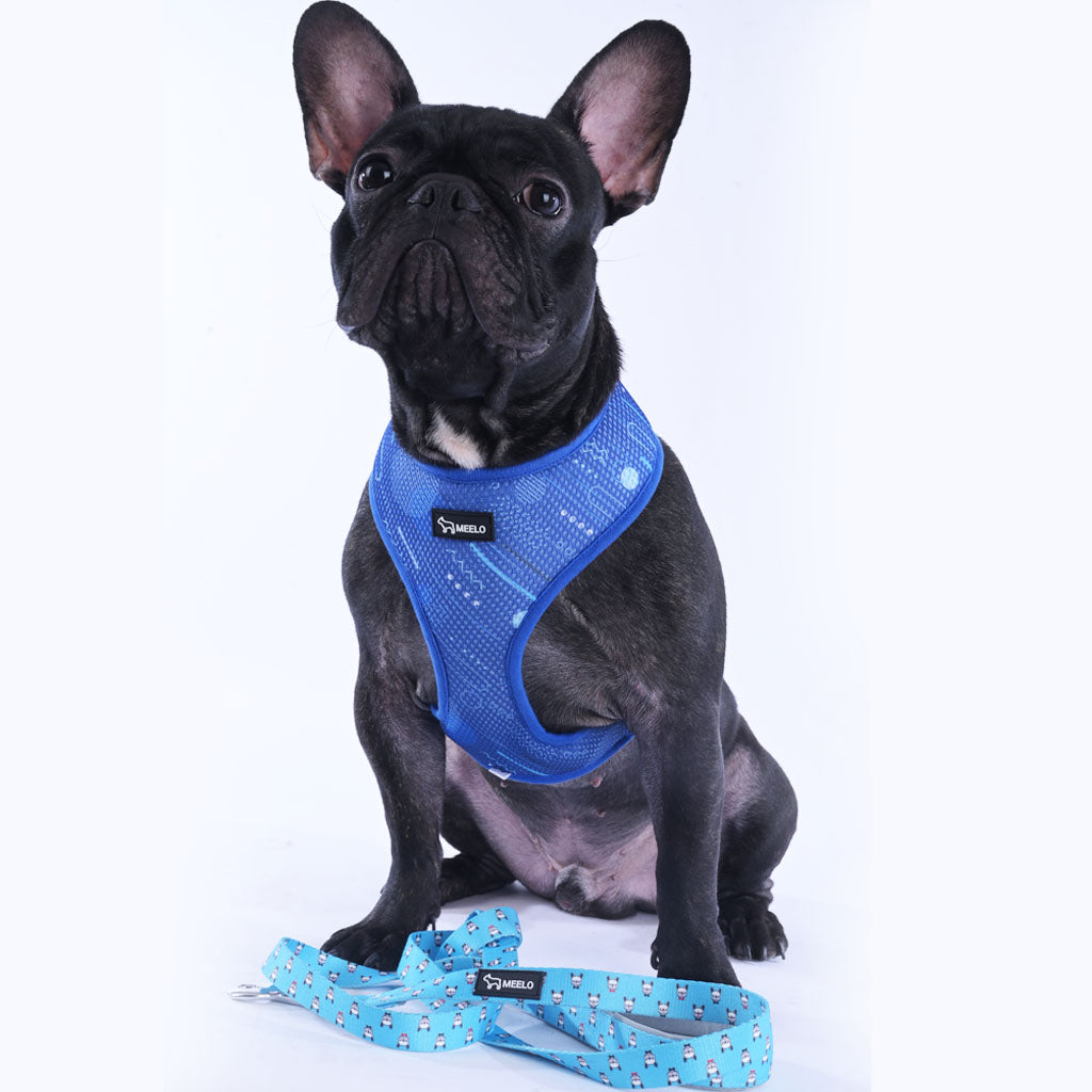 French bulldog Harness
