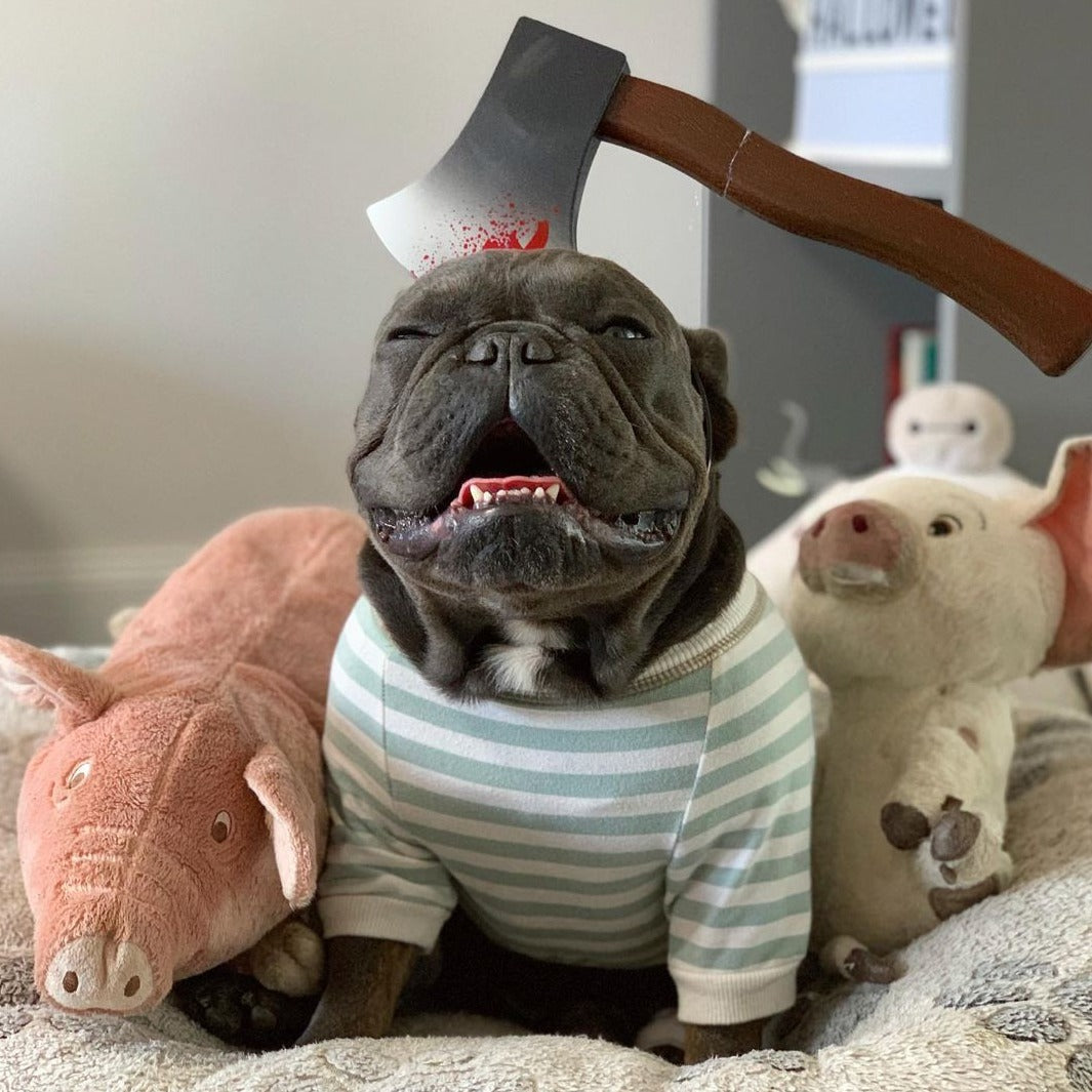 French Bulldog Halloween accessories