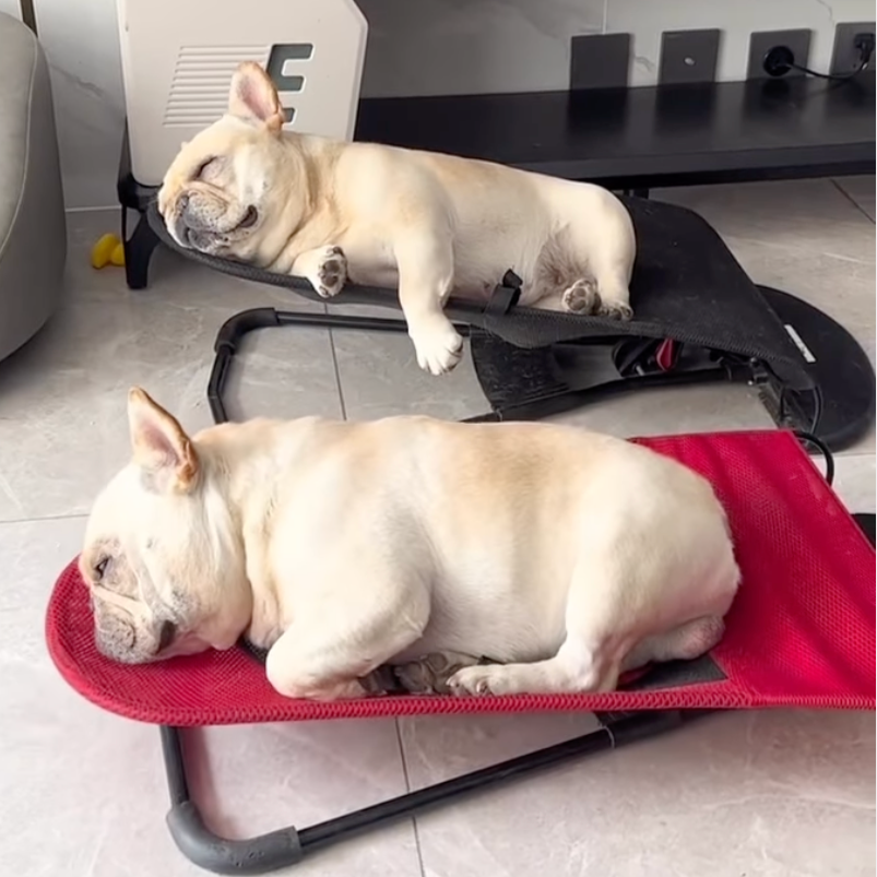 Portable Rocking Chair for French Bulldog - Frenchie Bulldog Shop