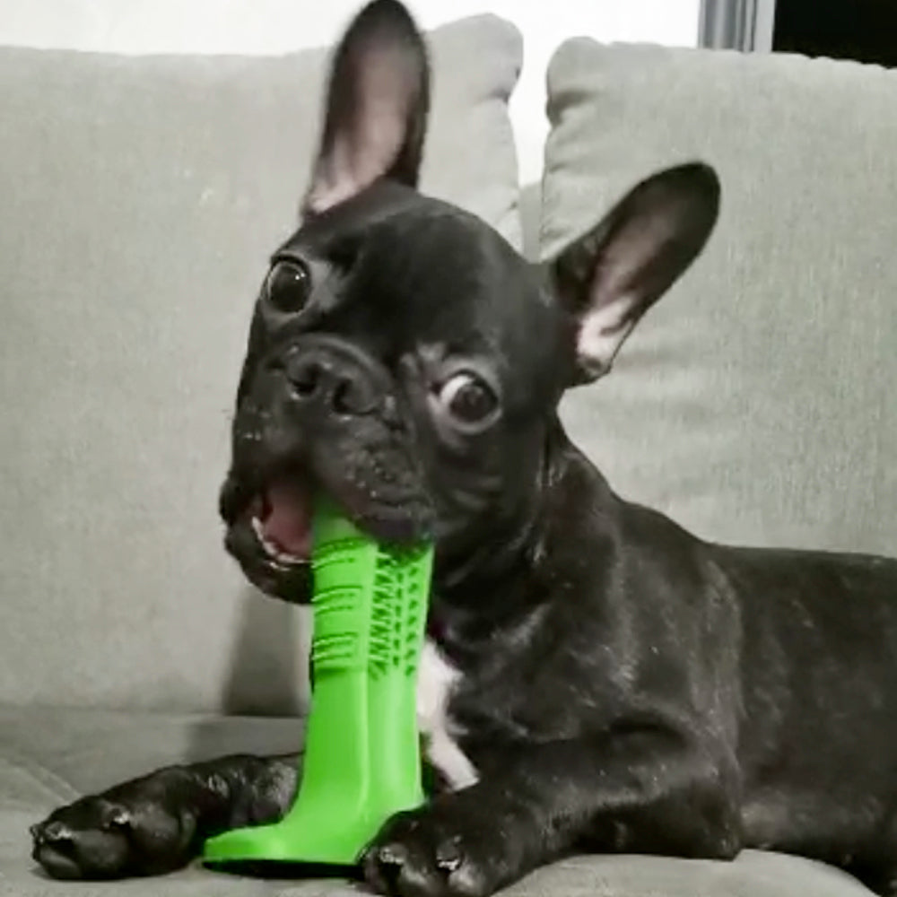 World's Most Effective Frenchie Toothbrush (WS06) - Frenchie Bulldog Shop