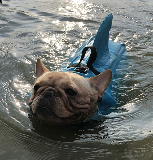 Shark Life Vest V2 (CS02) - Frenchie Bulldog Shop