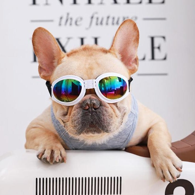 waterproof Goggles for Frenchies (WS04) - Frenchie Bulldog Shop