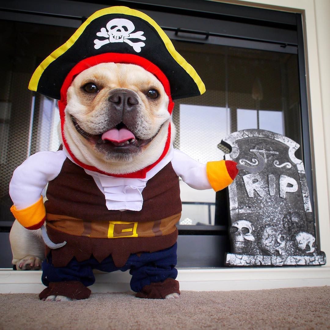 Caribbean Pirate French Bulldog Halloween Costume - Frenchie Bulldog Shop